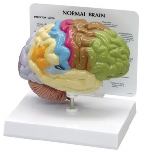 Model polovice mozgu (Anatomické modely)