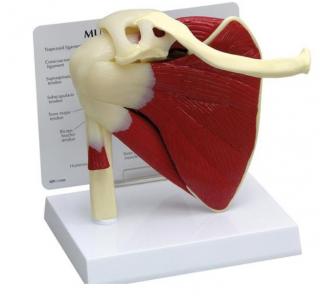 Model ramena s väzivom a svalmi (Anatomické modely)