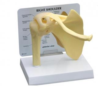 Model ramenného kĺbu  (Anatomické modely)