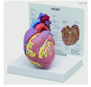 Model srdca (Anatomické modely)