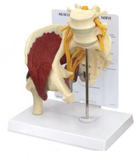 Model svalnatého boku so sedacím nervom  (Anatomické modely)