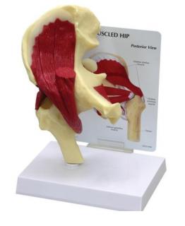 Model svalnatých bokov  (Anatomické modely)