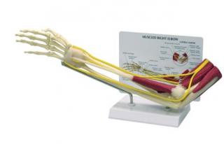 Model svalnatých lakťov  (Anatomické modely)
