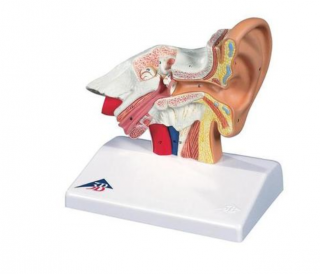 Model ucha, 1,5-krát životná veľkosť (Anatomické modely)