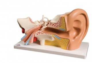 Model ucha, 3-krát životná veľkosti, 4 častí (Anatomické modely)