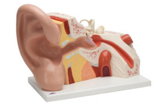 Model ucha, 5-krát životná veľkosť, 3 časti (Anatomické modely)
