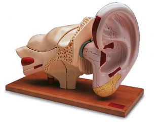 Model ucha, 5-krát životná veľkosti, 8 častí (Anatomické modely)