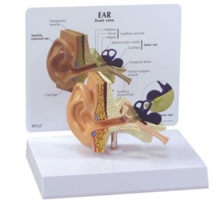 Model ucha (Anatomické modely)