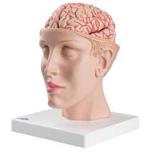 Mozog s arteriami na základni hlavy, 8 dielov (Anatomické modely)
