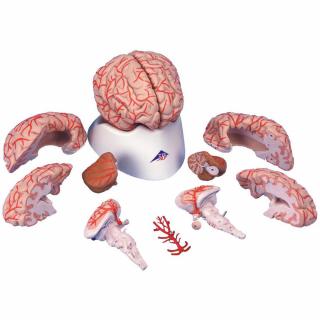 Mozog s tepnami, 9 častí (Anatomické modely)