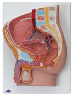 Mužská panva, 2 časti (Anatomické modely)