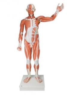 Mužská postava so svalmi v životnej veľkosti, 37 častí (Anatomické modely)