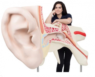 Najväčší model ucha na svete, 15-krát životná veľkosť, 3 časti (Anatomické modely)