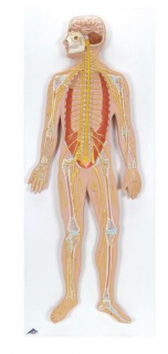 Nervový systém, 1/2 životná veľkosť (Anatomické modely)