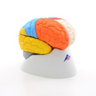 Neuroanatomický mozog, 8 častí (Anatomické modely)
