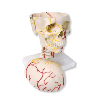 Neurovascular Skull Model (Anatomické modely)