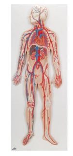 Obehový systém (Anatomické modely)