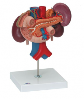 Obličky so zadnými orgánmi hornej časti brucha - 3 časti (Anatomické modely)