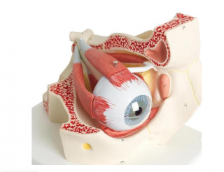 Oko, 3-krát životnej veľkosti, 7 častí (Anatomické modely)
