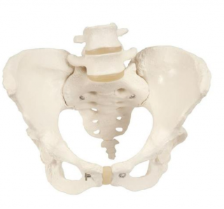 Panvová kostra, ženská (Anatomické modely)