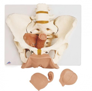Panvová kostra, ženská s pohlavnými orgánmi, 3 časti (Anatomické modely)