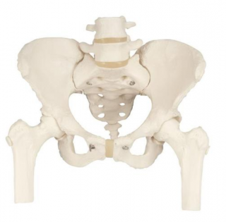 Panvová kostra, ženská s pohyblivými hlavami stehennej kosti (Anatomické modely)