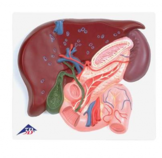 Pečeň so žlčníkom, pankreasom a dvanástnikom (Anatomické modely)