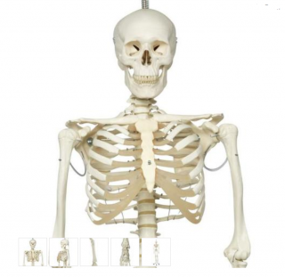 Physiological Skeleton Model - Phil - Hanging Stand (Anatomické modely)