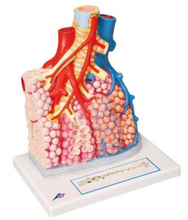 Pľúcna lobulka s okolitými krvnými plavidlami (Anatomické modely)