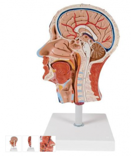 Polovica modelu ľudskej hlavy so svalmi (Anatomické modely)