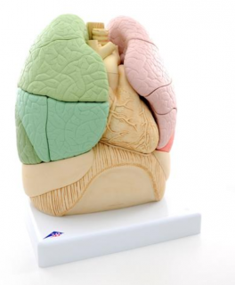 Segmentované pľúca (Anatomické modely)