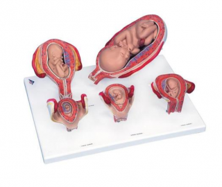 Séria tehotenstva, 5 modelov (Anatomické modely)