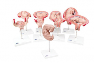 Séria tehotenstva, 9 modelov (Anatomické modely)