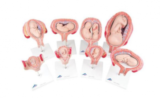 Séria tehotenstva (Anatomické modely)