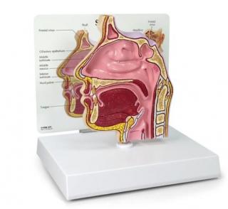 Sínusový prierez  (Anatomické modely)