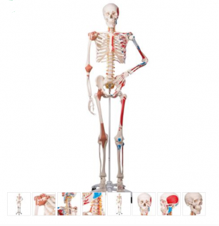 Skeleton Model with Muscles and Ligaments - Sam (Anatomické modely)