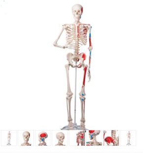 Skeleton Model with Painted Muscle Origins and Inserts - Max (Anatomické modely)