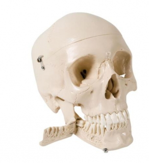 Skull Model with Teeth for Extraction, 4 part (Anatomické modely)