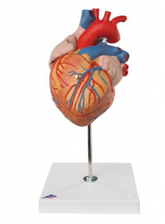 Srdce, 2 krát životná veľkosť, 4 časti (Anatomické modely)