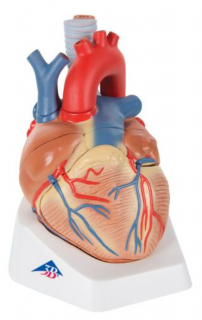 Srdce, 7 častí (Anatomické modely)