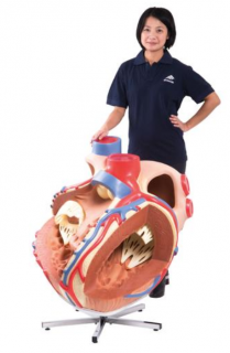 Srdce, 8-násobná životná veľkosť (Anatomické modely)