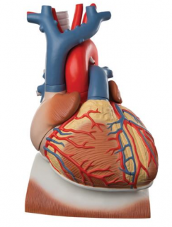 Srdce na membráne, 3 krát životná veľkosť, 10 častí (Anatomické modely)