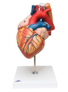 Srdce s pažerákom a tracheou, 2 krát životná veľkosť, 5 častí (Anatomické modely)