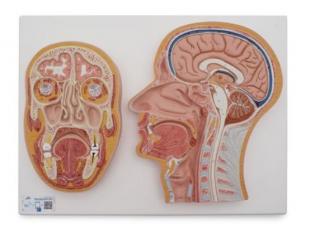 Stredná a predná časť ľudskej hlavy  (Anatomické modely)