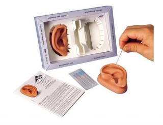 Súprava - uši, pravé a ľavé ucho (Anatomické modely)