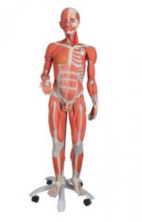 Svalová postava s dvojitým pohlavím, 3/4 životná veľkosť, 45 častí (Anatomické modely)