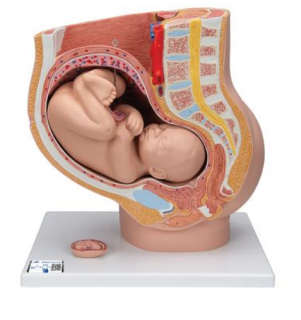 tehotenstvo - panva, 3 časti (Anatomické modely)