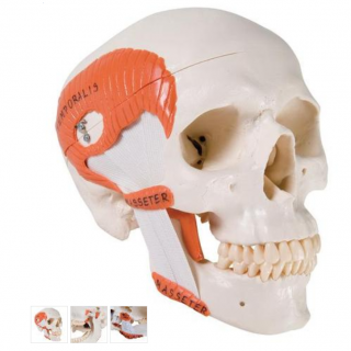 TMJ Human Skull Model, demonstrates functions of masticator muscles, 2 part (Anatomické modely)