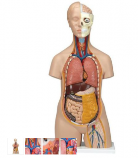 Torzo ľudského tela Klasik Unisex - 12 častí (Anatomické modely)