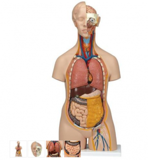Torzo ľudského tela Klasik Unisex - 14 častí (Anatomické modely)